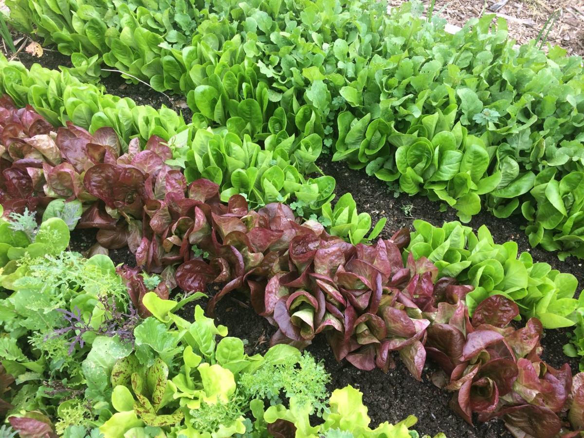 Giving Needed Space To Plants Why We Thin Veggies But Crowd A