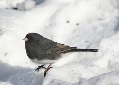 Dark eyed junco