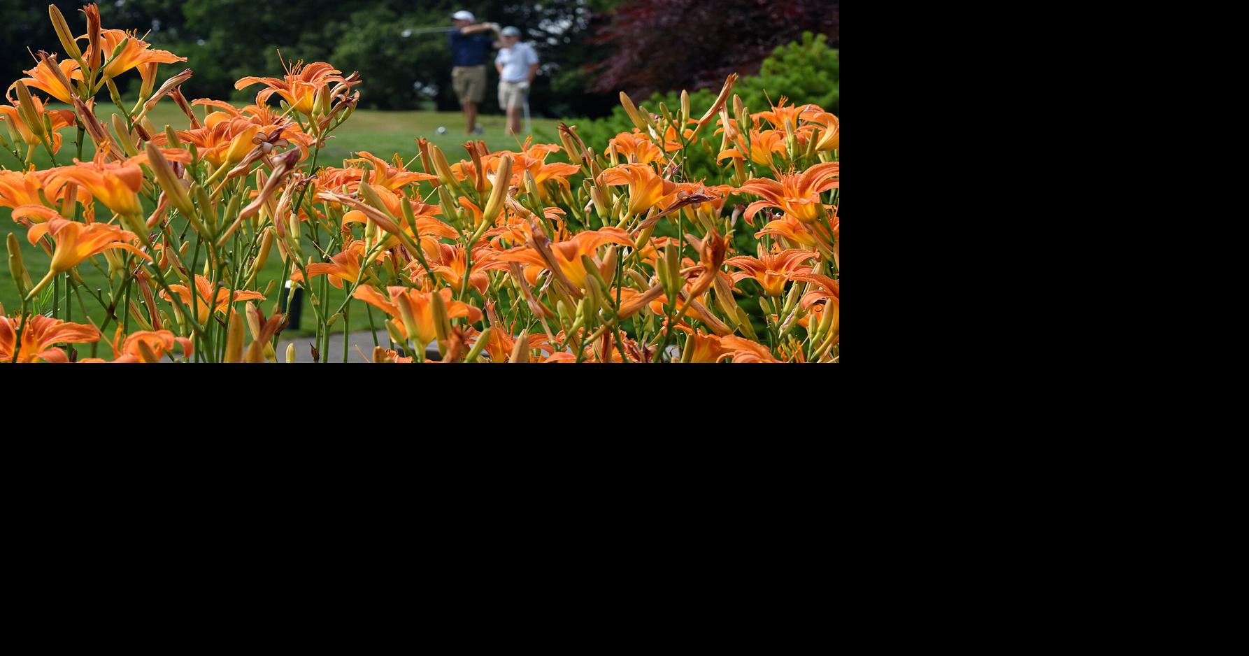 Another tiger on a golf course - Union Leader