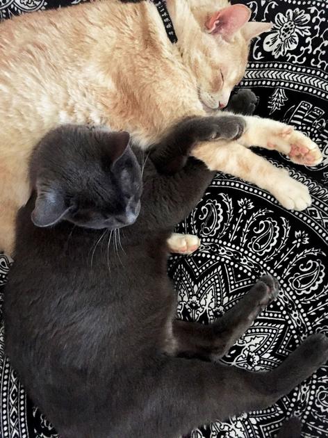 Pet Q A Why Does Cat Keep Changing Her Sleeping Spots Animals