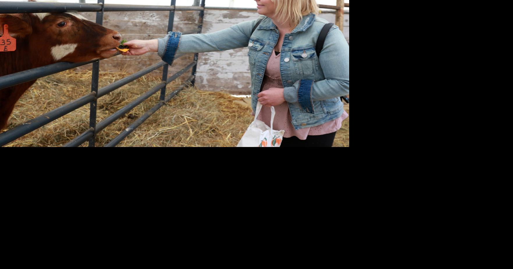 Having a Baaash at Brookford Farm