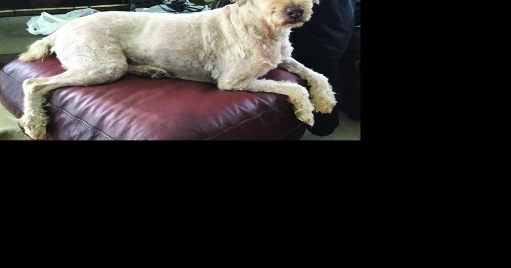 Heloise: Jazzing up the daily crossword Human Interest unionleader com