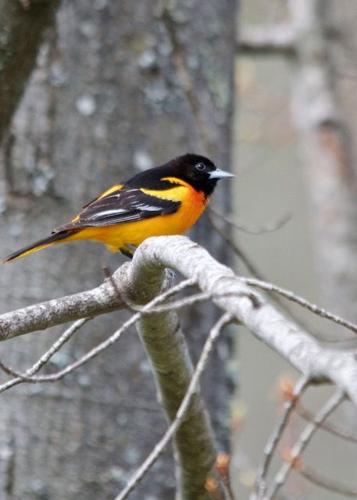 Baltimore Orioles: Cole's Bird of the Month for November - Cole's