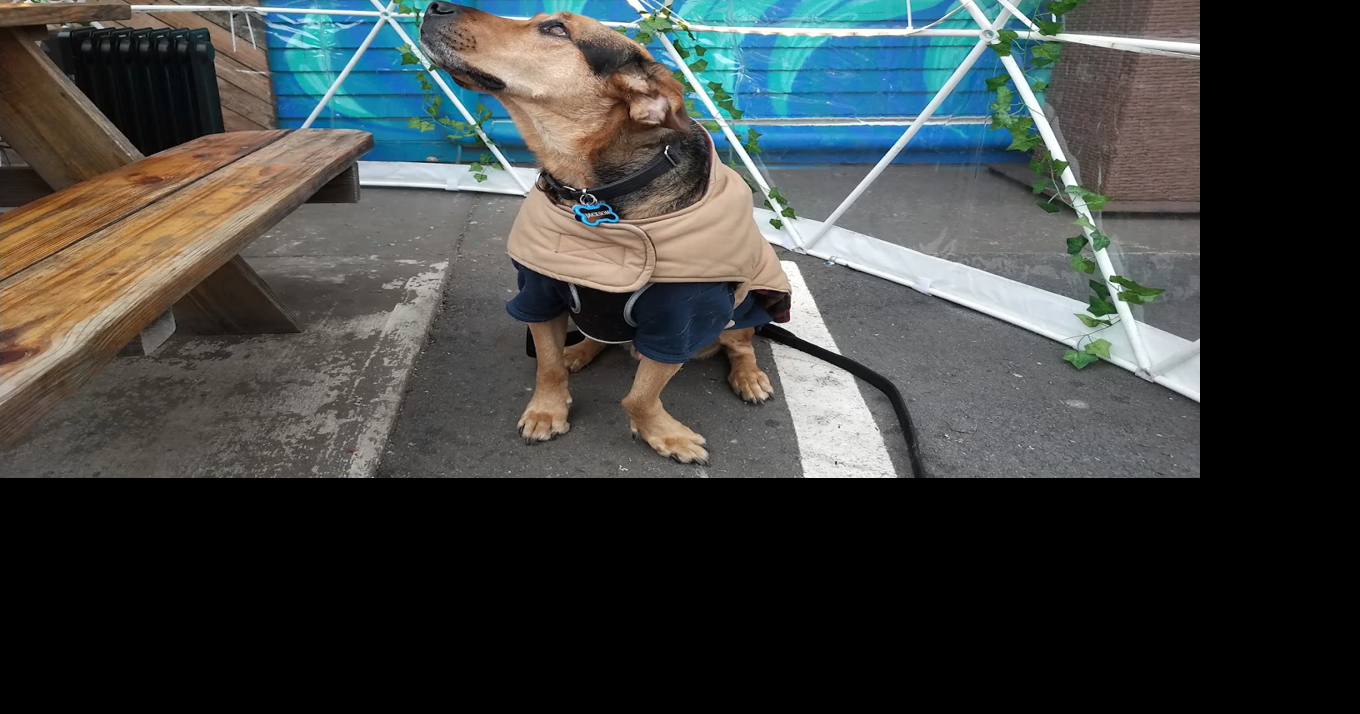 Paws and patios: Check out these dog-friendly restaurants