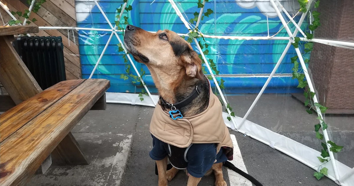 Paws and patios: Check out these dog-friendly restaurants