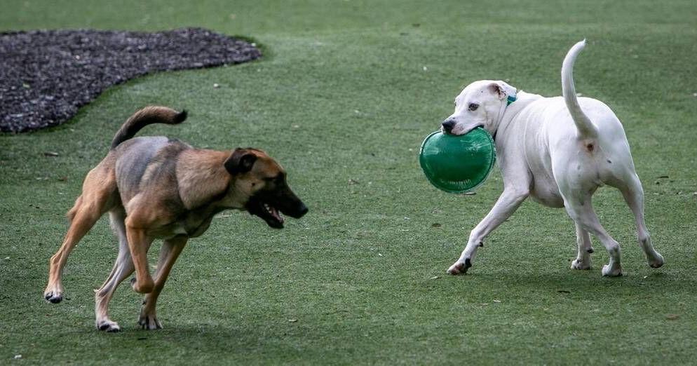Bill Belichick's dog created a surge in demand - Sports Illustrated