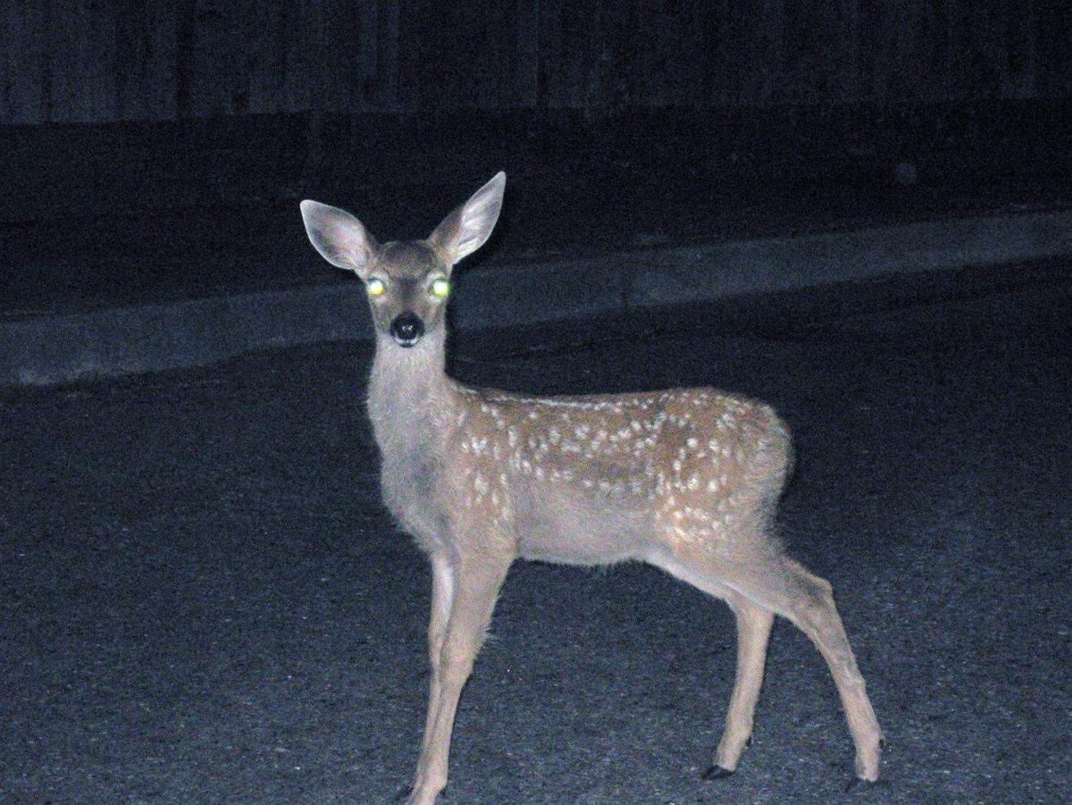 Risultato immagini per deer in front of headlights