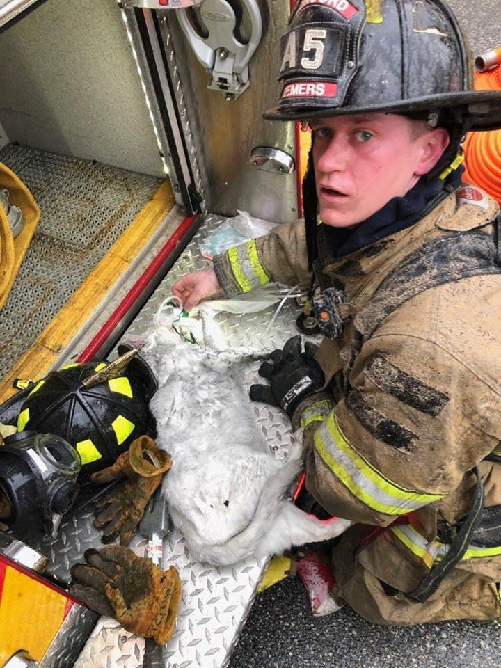 Firefighters Save a Cat