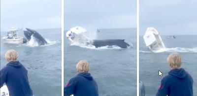 humpback whale breaching photos