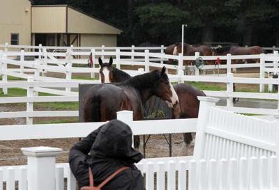 Merrimack S Budweiser Clydesdale Training Facility Being Relocated