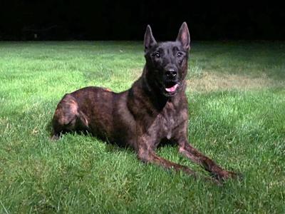 State Police Man Bites Police Dog In Manchester Animals