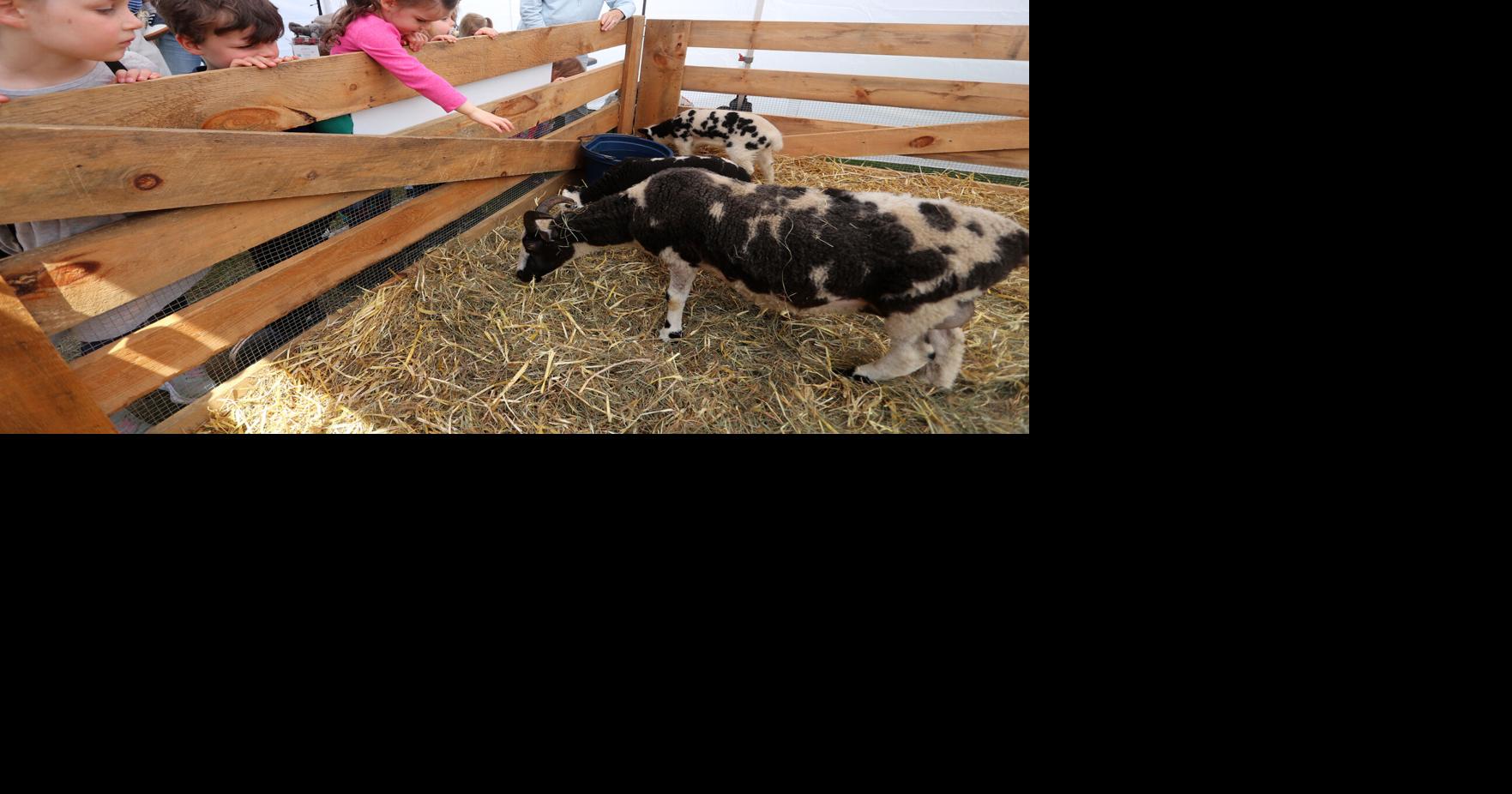 Springfest: A celebration of gardens and baby animals at Strawbery Banke in Portsmouth