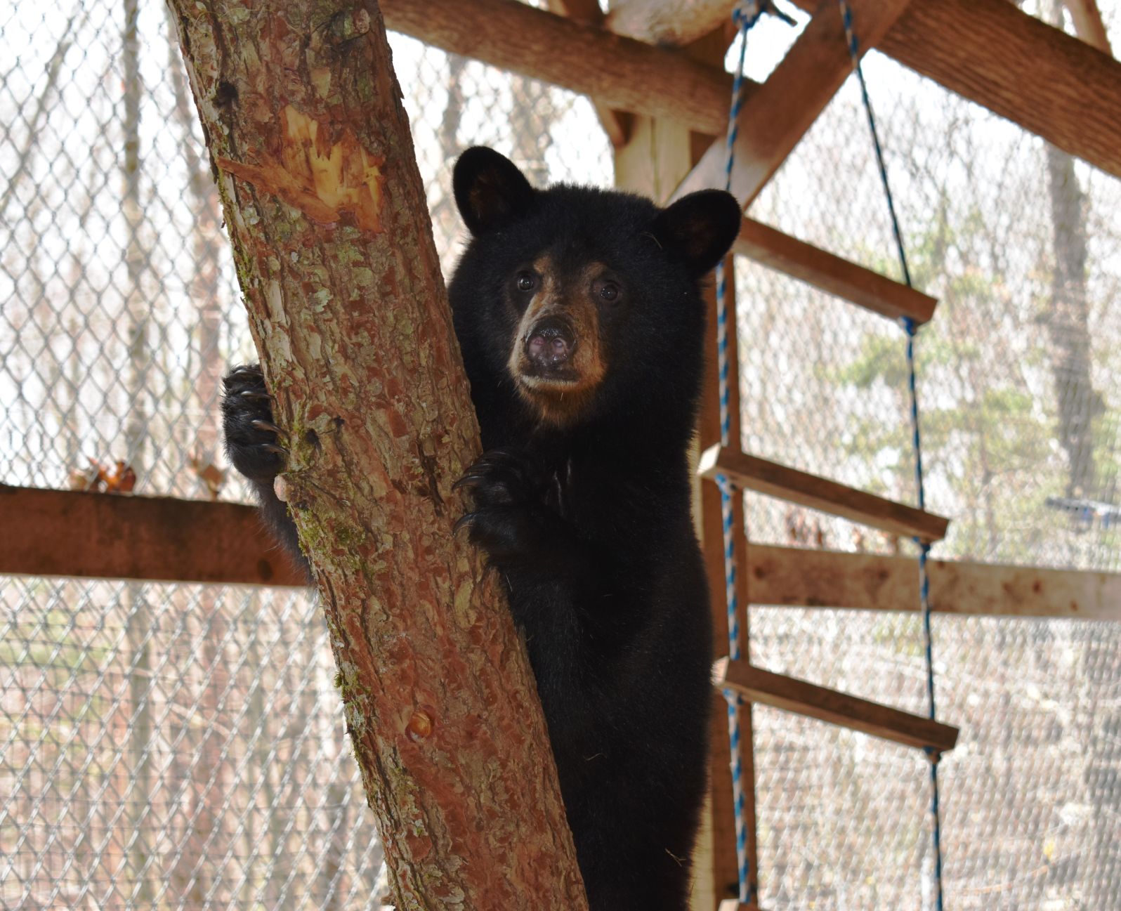 Bear-human Conflicts Common Throughout NH Between 2012-2016 | Animals ...