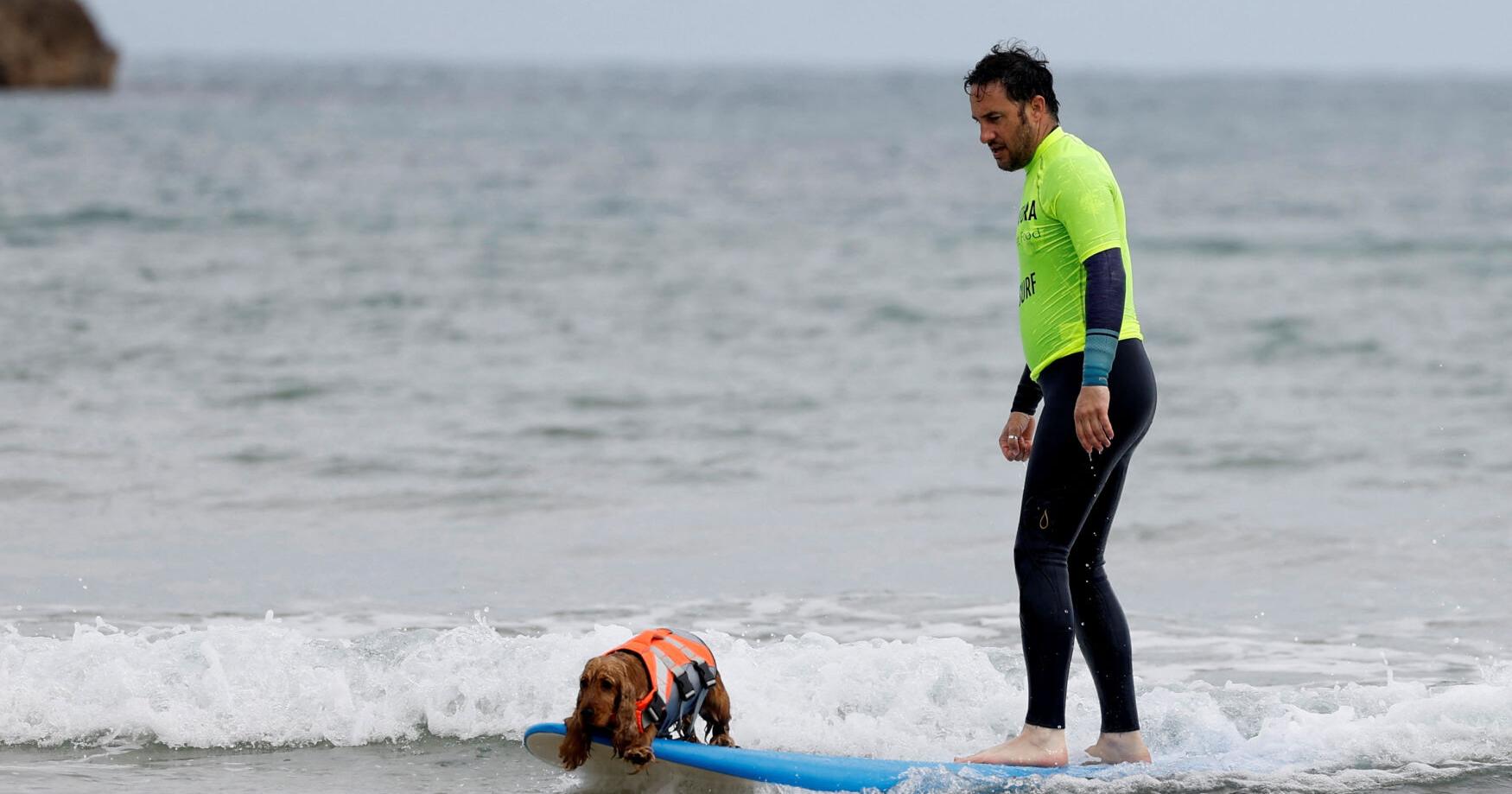 Dogs shred waves in northern Spain surfing contest - Vimarsana News
