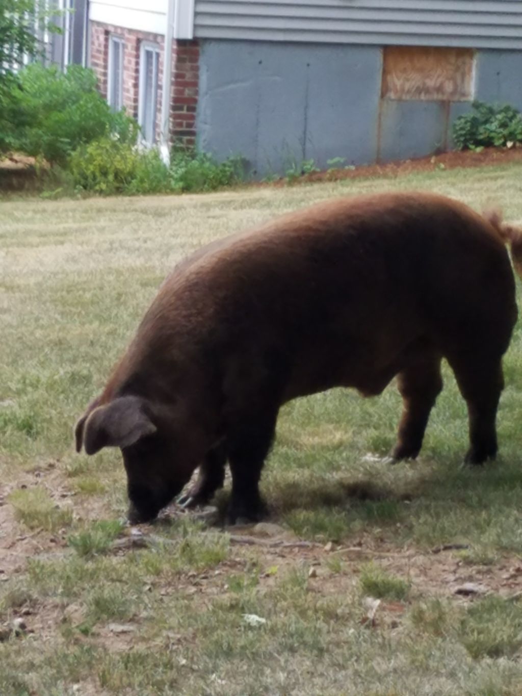 Brick The Boar S Quest For Love Ends Tragically Animals Unionleader Com