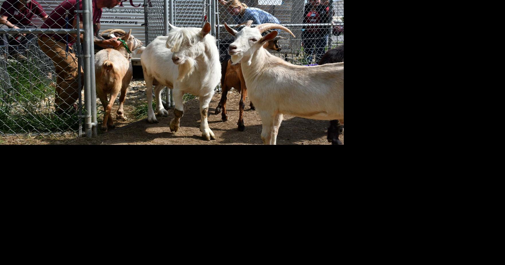 Animal welfare groups ask Gov. Kelly Ayotte to veto livestock cruelty bill