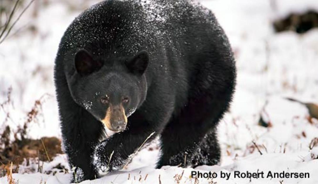 Bears in NH are on the move and under the gun Animals