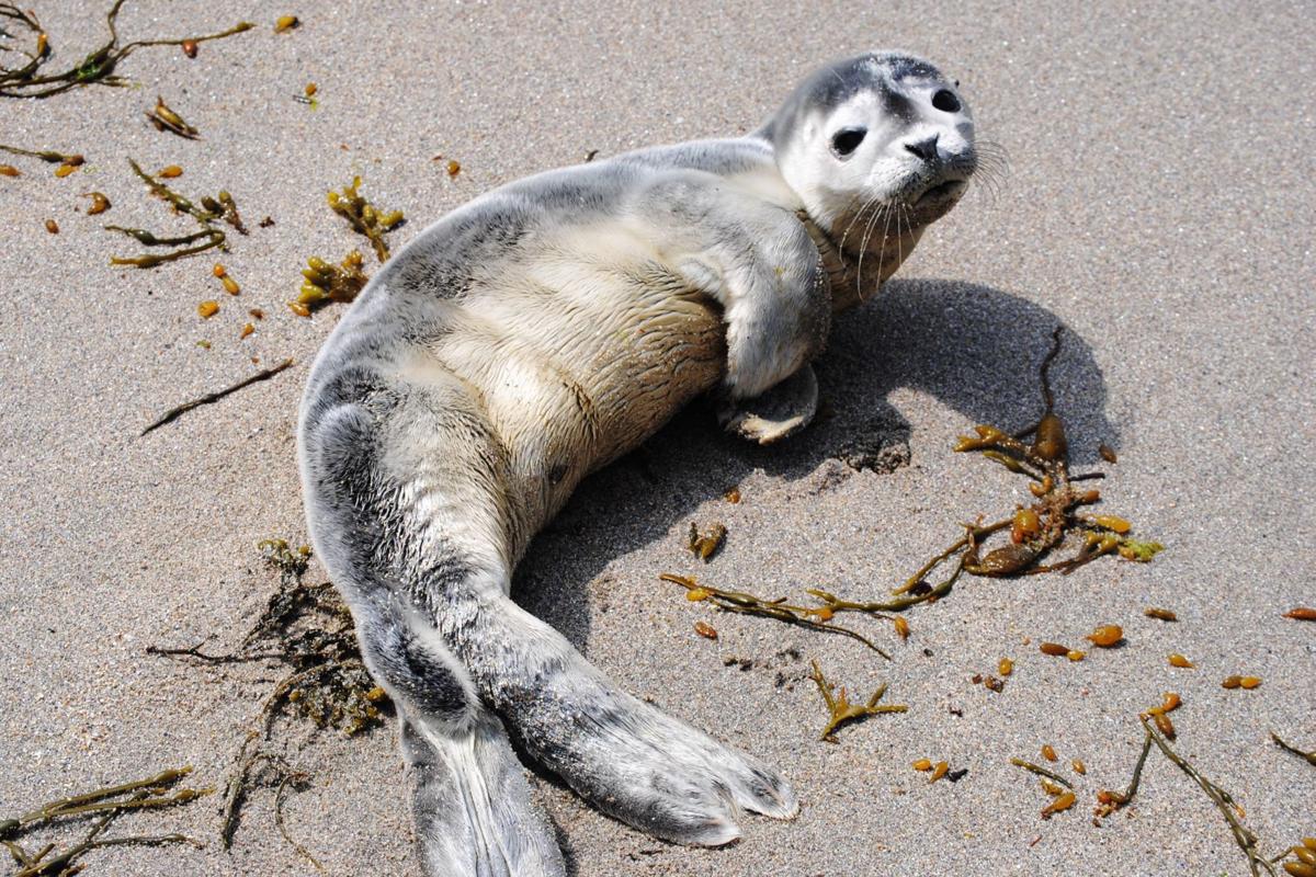 Extreme Social Distancing Stay 150 Feet Away From Harbor Seals