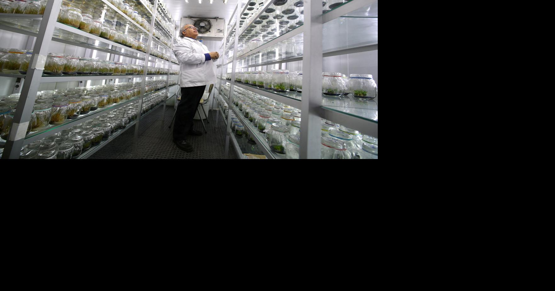 Chile-led team maps Antarctic plant genome in a step towards climate-resilient crops