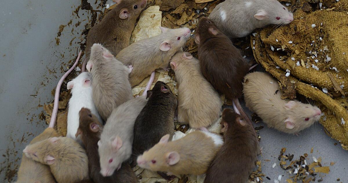 Too many mice | Animals | unionleader.com