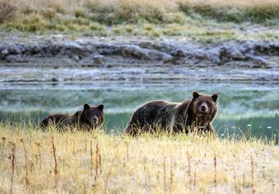 US-NEWS-ENV-CALIF-GRIZZLIES-GET