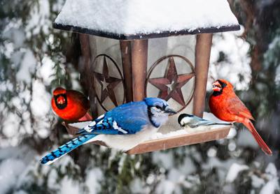 Blue jay and cardinal in snow storm.