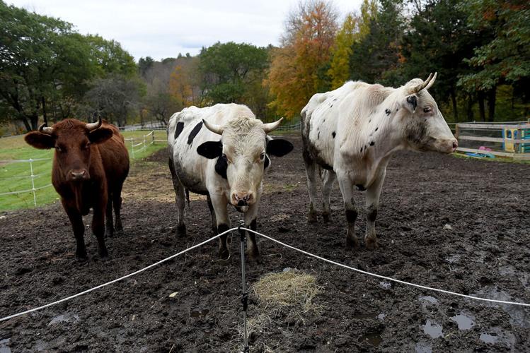 Cow cuddling