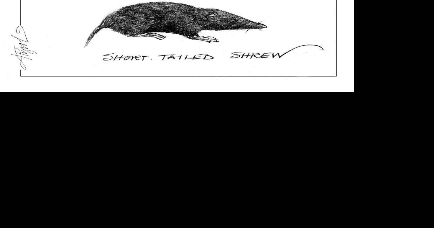 Winter Larder: The Underground Caches of Moles and Shrews