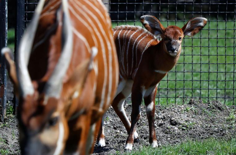 Baby bongo: Critically endangered antelope makes debut at ...