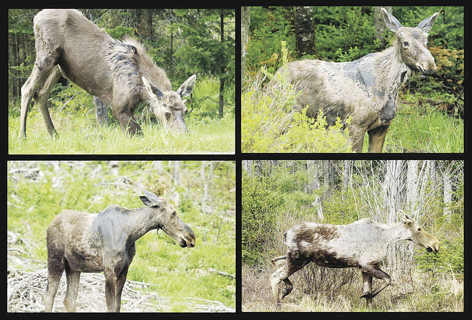 NH Moose Ready For Their Spring Portraits | Animals | Unionleader.com