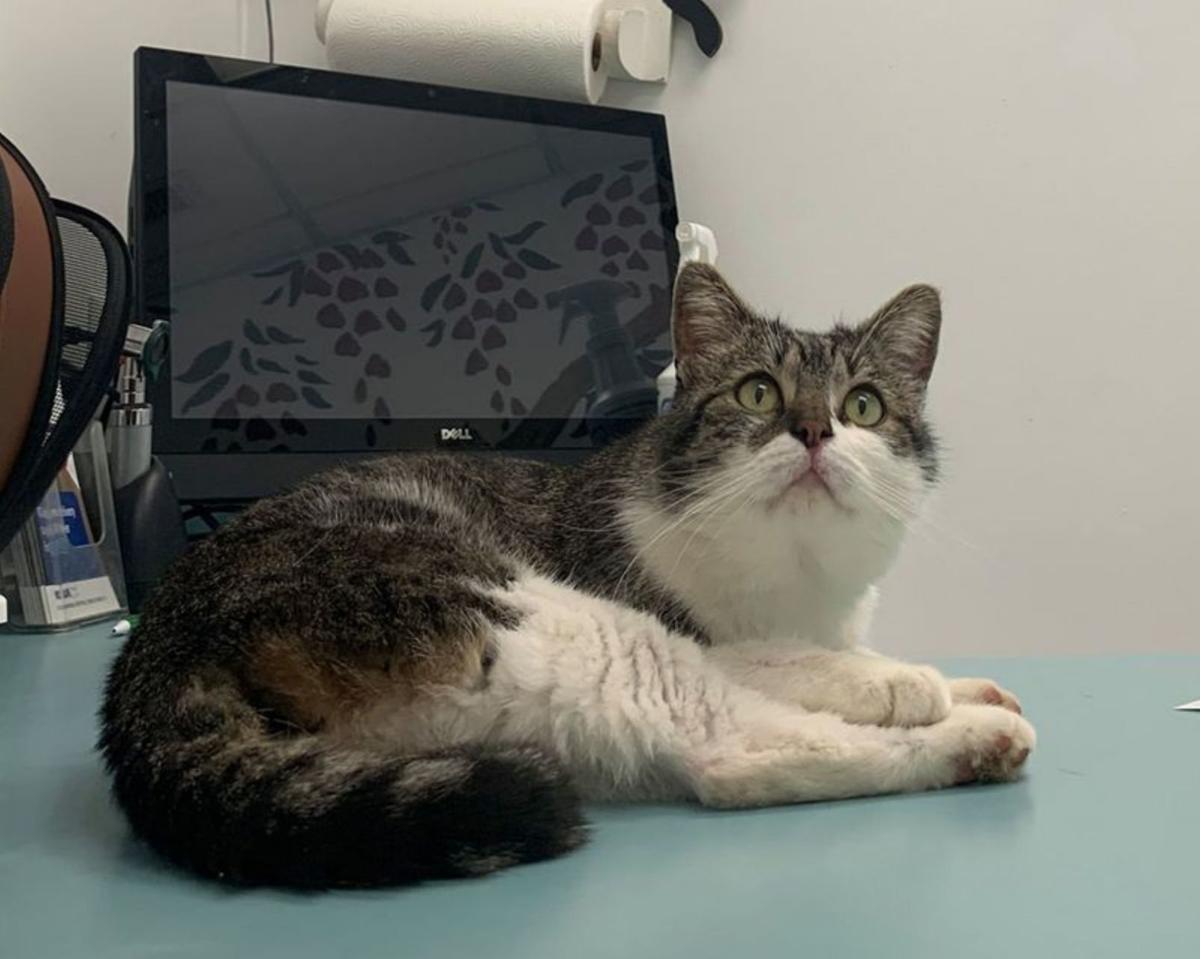 Milo The Cat Went Missing At The Airport Two Months Later He S
