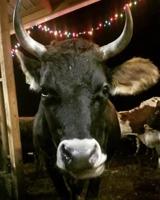 Canterbury farm celebrates Christmas with the Cows