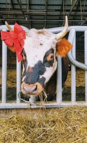 Ready for Christmas