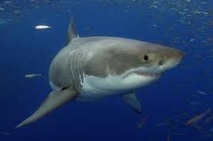 Woman Killed In Apparent Shark Attack Off Maine Coast Public Safety Unionleader Com