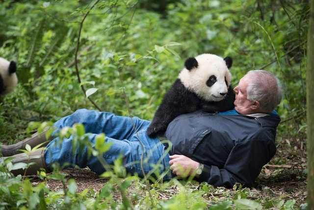 Chinese Bears Put Nh Naturalist The Granite State In The