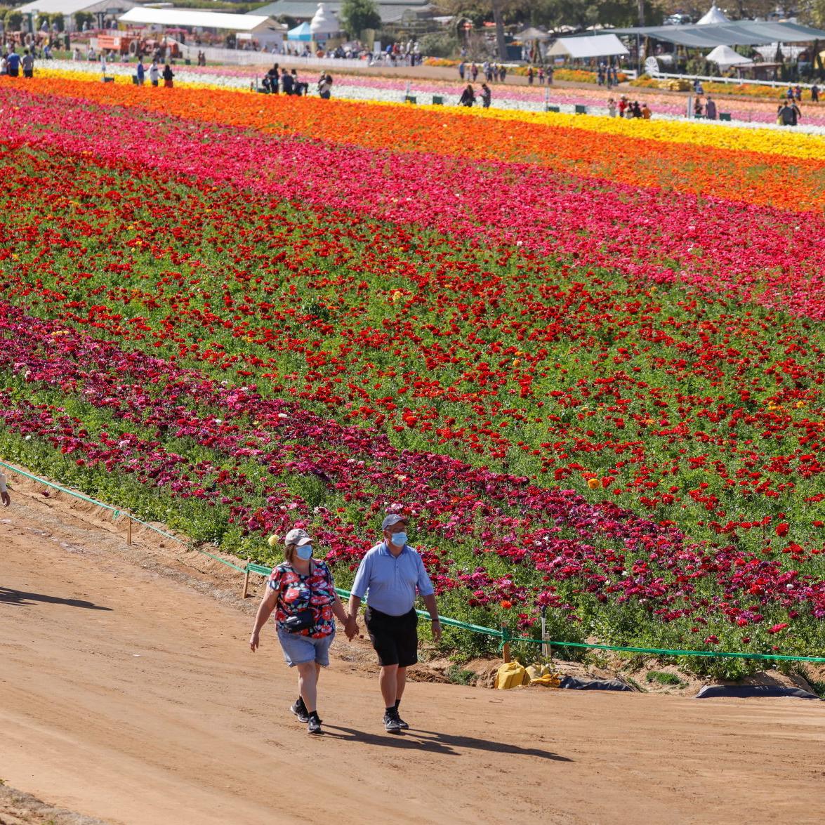 Fred Flowers In Hayward Ca Best Flower Site