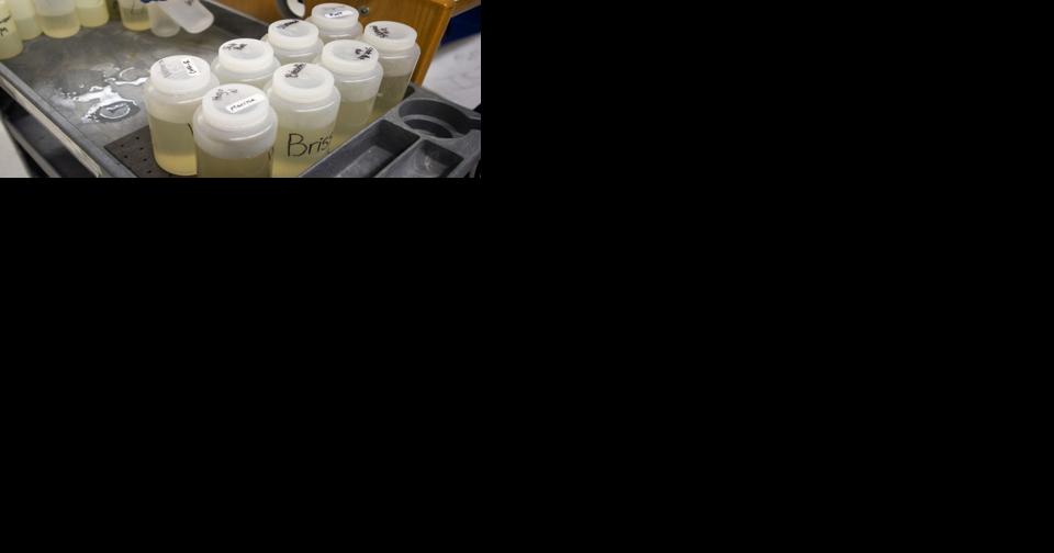 Wastewater tests show COVID infections surging, but pandemic fatigue limits precautions - Vimarsana News