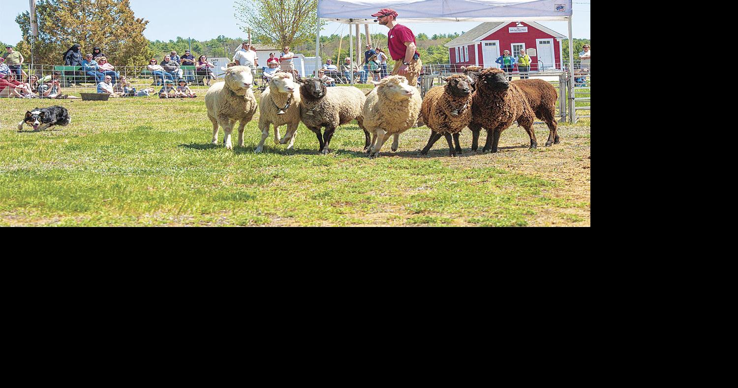 Fiber shows, animal exhibits, demos and contests at NH sheep and Wool