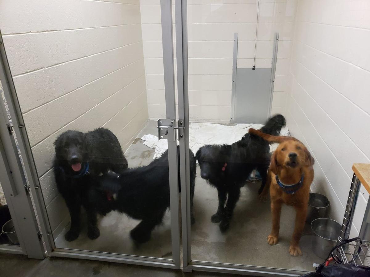 Nashua Shelter Receives Hundreds Of Calls From Individuals Hoping To Adopt Bradford Dogs Animals Unionleader Com