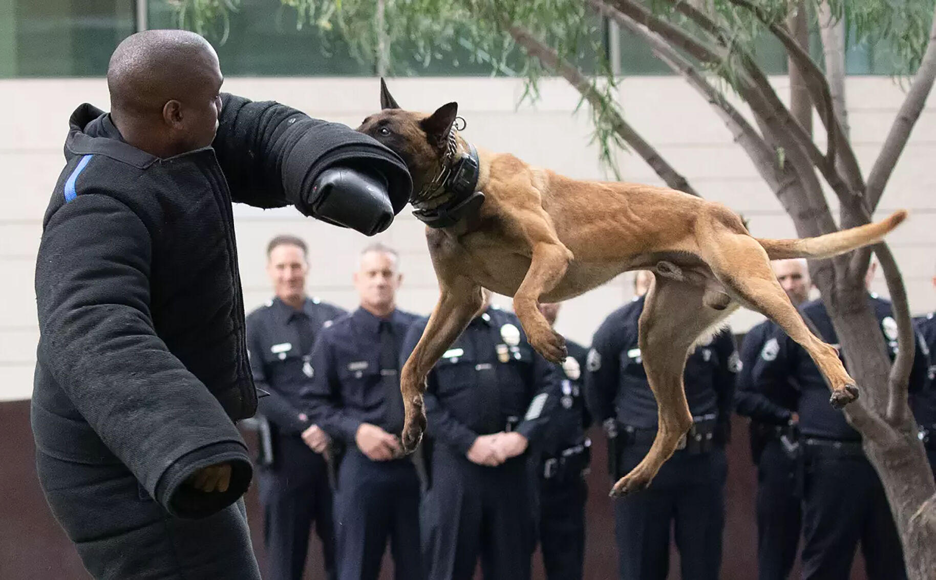 Maulings By Police Dogs Linked To Lack Of Regulation, ACLU Report Finds ...