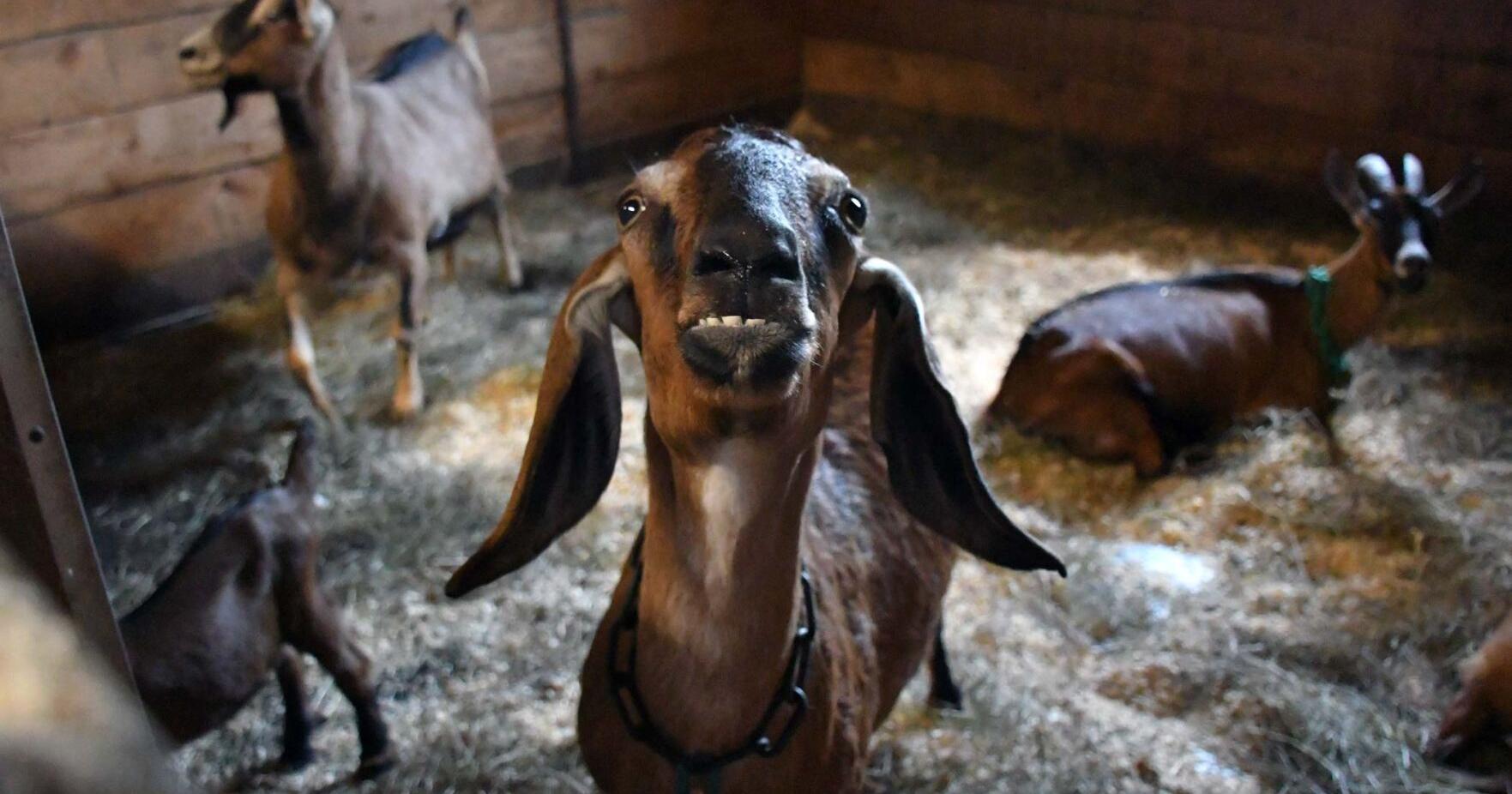 Dozens of goats rescued from Lee farm - Vimarsana News