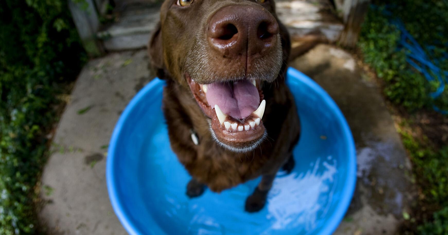 7 ways to keep your pets cool this summer - Vimarsana News