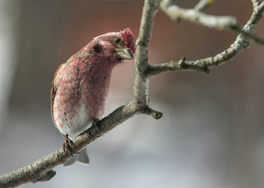 Purple Finch Bird House Plans - House Design Ideas