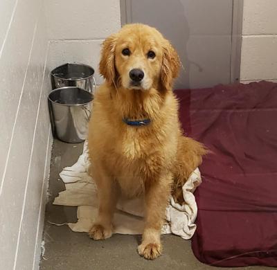 Nashua Shelter Receives Hundreds Of Calls From Individuals Hoping To Adopt Bradford Dogs Animals Unionleader Com