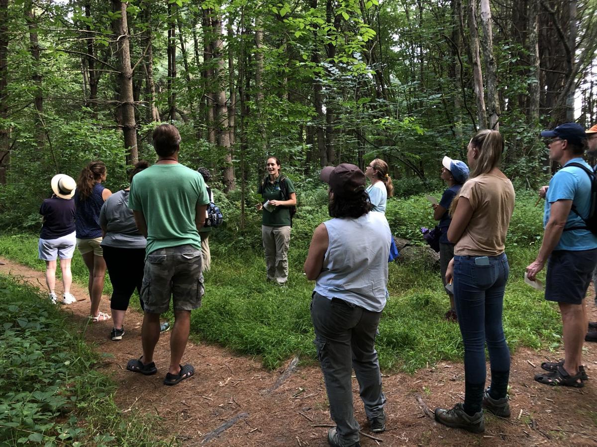 Forest Journal Tree ID for you and me Foliage