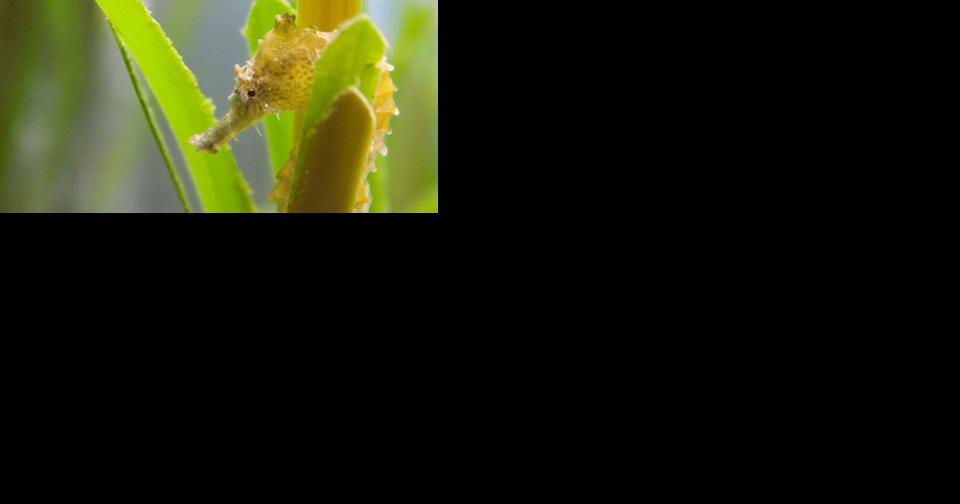 Sea horse research gets a boost from volunteer citizen-scientists - Vimarsana News