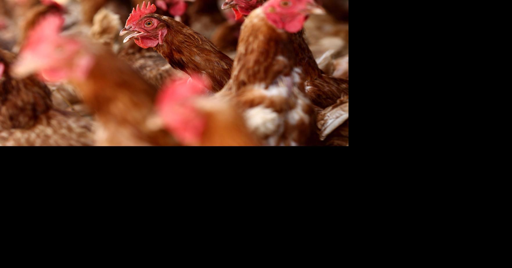 Bird flu forces euthanasia at Derry animal sanctuary Animals