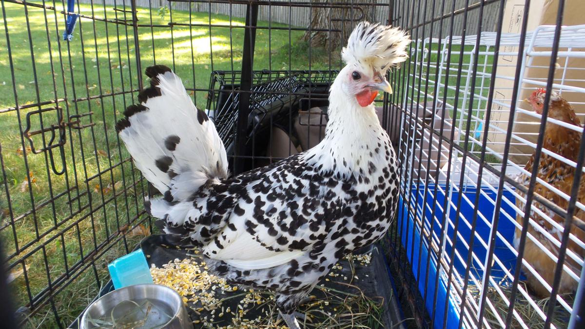 Pretty chickens, weird veggies and racing rubber ducks take over Auburn Village A&E