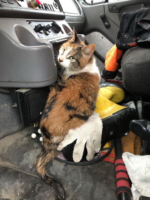 Nashua Sanitation Workers Rescue Cat That Could Have Been Crushed In Garbage Truck Animals Unionleader Com