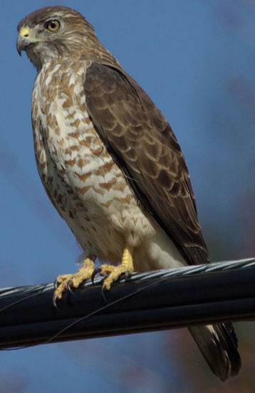 Broad-winged hawks adapt migration for climate change | Animals ...